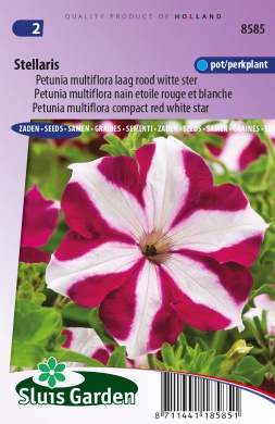 Petunia Stellaris - 750 seeds
